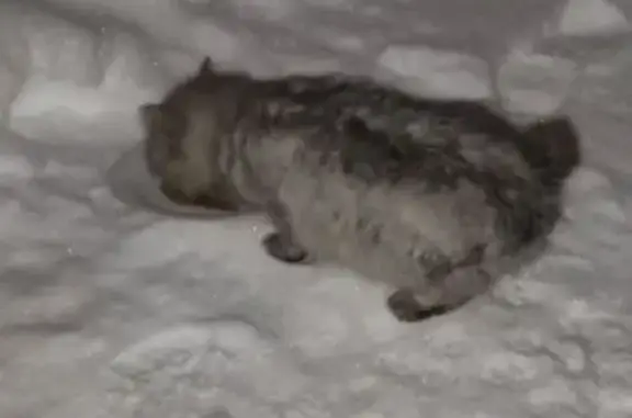 Объявления о пропавших и найденных животных, Горкинское, фото: Кошка найдена в Горкинском поселении