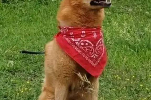 Пропала собака, Кстинино, Счастливая 44 - photo