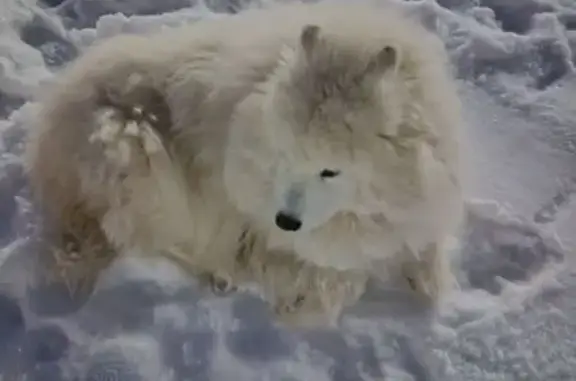 Найдена собака, Новое Девяткино, фото: Собака найдена: Арсенальная ул., Новое Девяткино