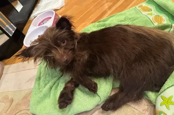 Найдена собака, Кореновск, фото: Собака найдена у М4 Дон, 100 км до Краснодара