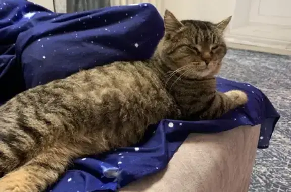 Найдена кошка, Ярославль, фото: Найдена кошка, Алмазная ул., 1 к6, Ярославль