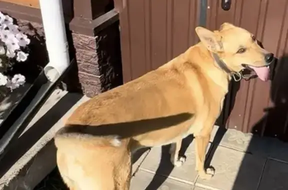 Пропала собака, Козьмодемьянск - photo