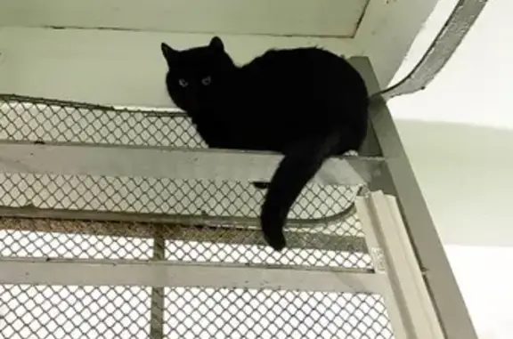 Найдена кошка, Москва, фото: Кот найден на Бирюлёвской ул., 56, Москва