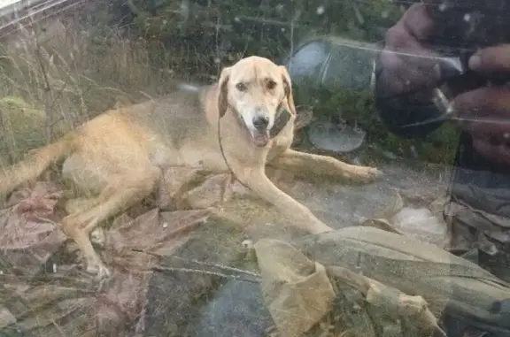 Пропала гончая! 17Н-40, Красный Октябрь - photo