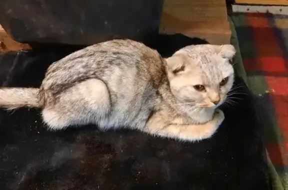 Найденные животные Оренбург, фото: Кошка найдена: Восточная ул. 21, Оренбург