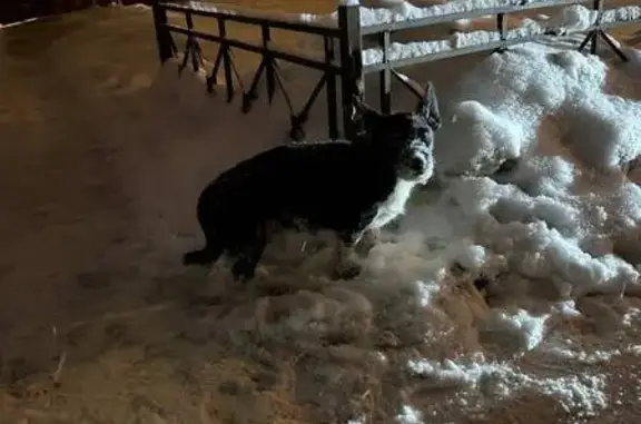 Найдена собака, Санкт-Петербург, фото: Найдена собака, пр. Александровской Фермы