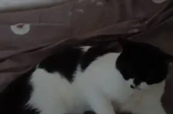 Пропала кошка, ул. 107-й Стрелковой Дивизии - photo