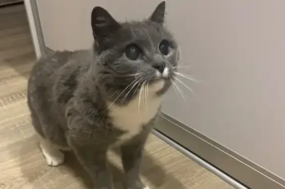 Найдена кошка, Калуга, фото: Кошка найдена: Советская ул, 7В, Калуга