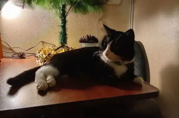 Найдена кошка, Нижний Тагил, фото: Кот найден, Пихтовая ул., 32, Н. Тагил