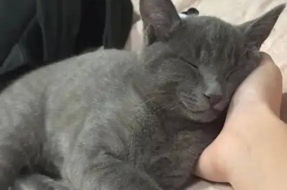 Пропала кошка, ул. Победы 13, Тарко-Сале - photo