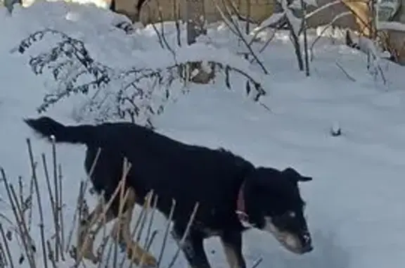Найдена собака, Хреновое, фото: Найдена собака, Колхозная 9Б, Хреновое