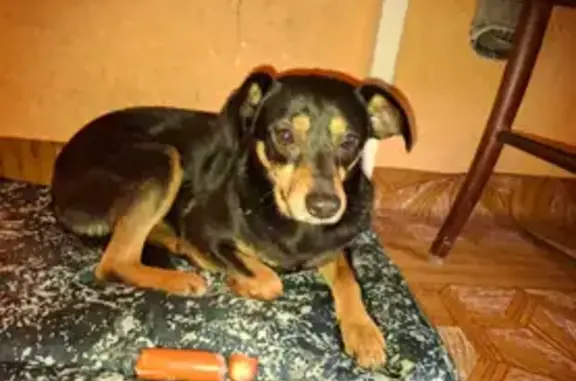 Пропала собака в Северо-Задонске, у завода СЭЗ - photo