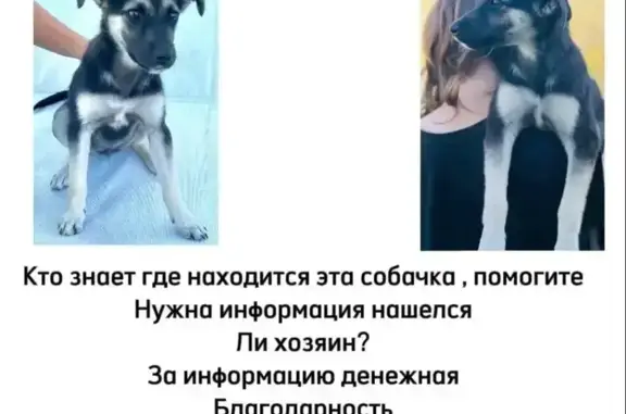 Пропала собака, ул. Лихачёва 70, Грязи - photo