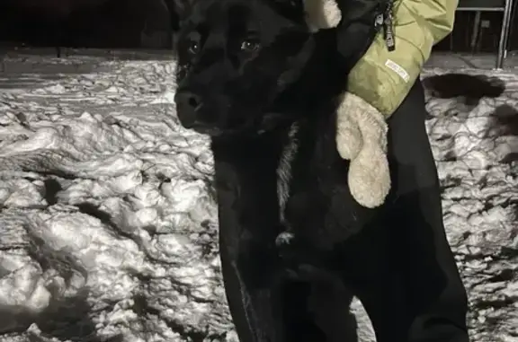 Найдена собака, Грязи, фото: Собака найдена, ул. Лихачёва 76, Грязи