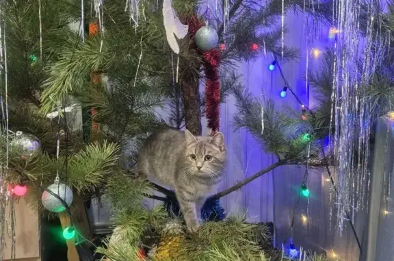 Потерянные животные Петров Вал, фото: Пропала кошка, ул. Лермонтова, Петров Вал