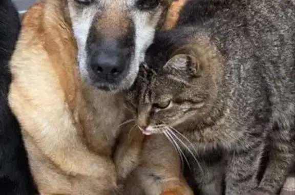 Пропала собака в Софьино, 46Н-08881 - photo