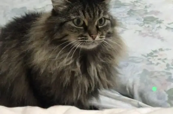 Пропала кошка, б-р Татищева, Тольятти - photo