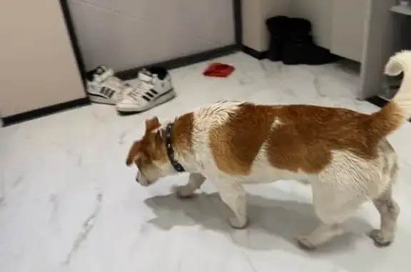 Найдена собака, Ставрополь, фото: Собака найдена на ул. Буравцева, 46, Ставрополь