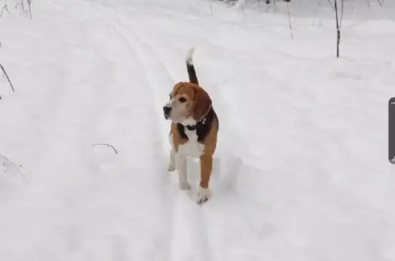 Пропал бигль у деревни Прудно, МО - photo