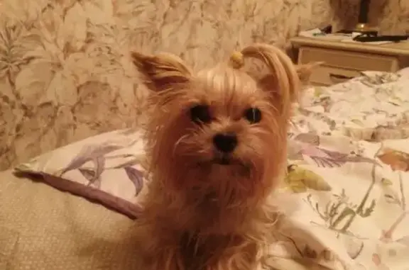 Найдена собака, Воронеж, фото: Собака найдена: ул. 25 Января, 2, Воронеж