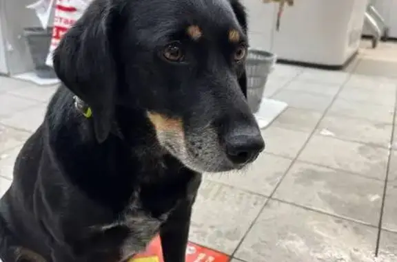 Найдена собака, Челябинск, фото: Собака найдена: ул. Шмакова, Челябинск