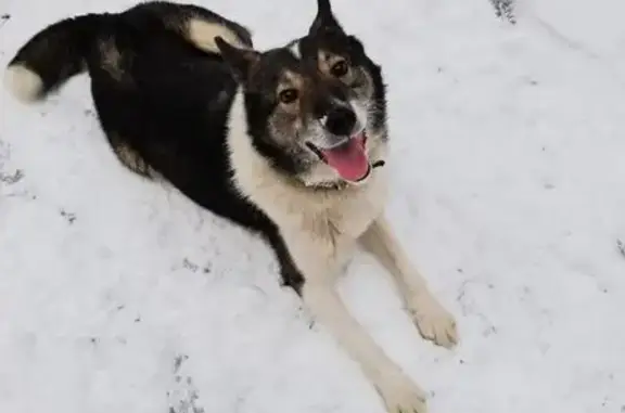 Пропал пёс на ул. Мичурина 120, Тольятти - photo