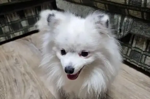 Найдена собака, Воронеж, фото: Собака найдена: ул. Лизюкова 103, Воронеж