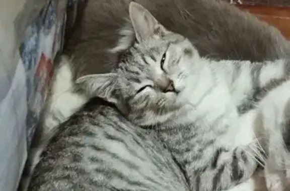 Кошки потеряшки, Уяр, фото: Потеряшка кошка, Уяр, Красноярск.