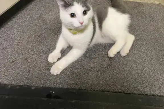 Найдена кошка, Москва, фото: Кошка найдена, Челябинская ул., Москва