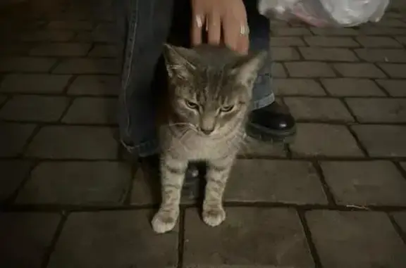 Найденные животные Астрахань, фото: Кошка найдена у Трикота, Белгородская ул.