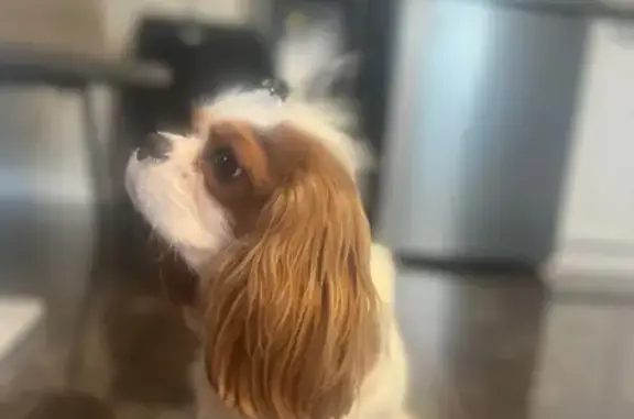 Пропала собака, ул. Чкалова, Коломна - photo