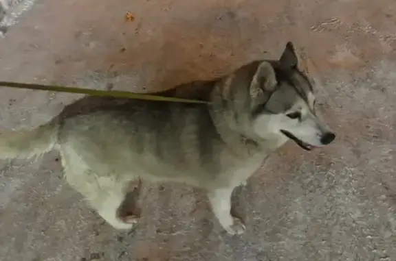 Найдена собака, Архангельск, фото: Найдена собака: Архангельск, Соломбала