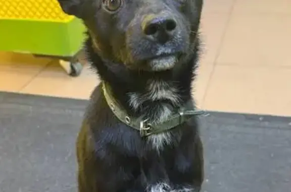 Найдена собака, Чита, фото: Собака найдена на Обход г. Чита, 34