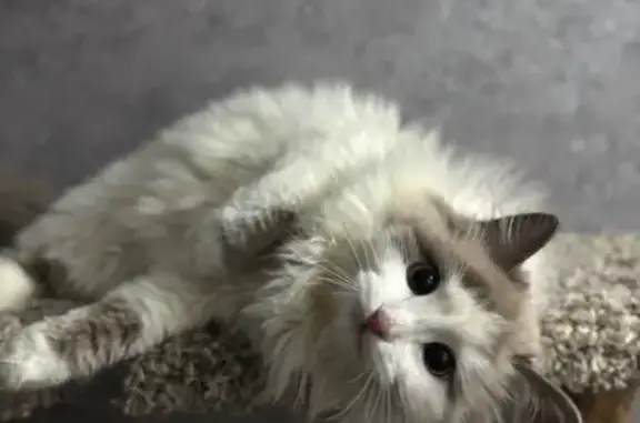 Кошки потеряшки, Саратов, фото: Потеряшка кот, ул. Мира, 23, Саратов