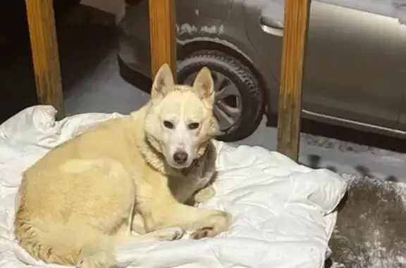 Найдена собака, деревня Микшино, фото: Собака найдена в Дуляпино, Ивановская обл.