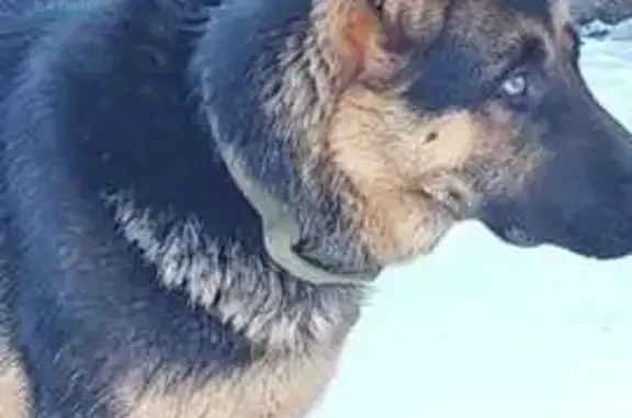 Пропала собака на ул. Яблонька, уч. 125 - photo