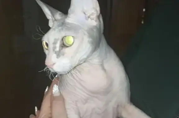 Найдена кошка, Йошкар-Ола, фото: Найдена кошка на ул. Димитрова, Йошкар-Ола