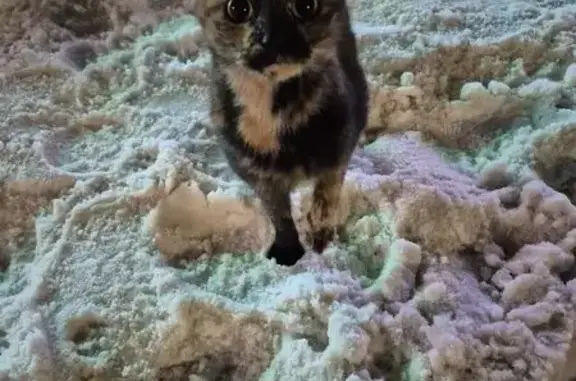 Найдена кошка, Смоленск, фото: Трехшерстная кошка найдена на Кловской ул.