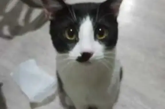 Пропал кот в парке, Берёзовый, Краснодарский край - photo