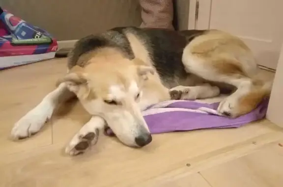 Найдена собака, Ульяновск, фото: Найдена собака, ул. Гафурова 82, Ульяновск