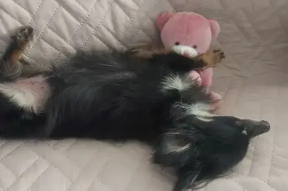 Пропала собака Сэмик, ул. Ленина, 36 - photo