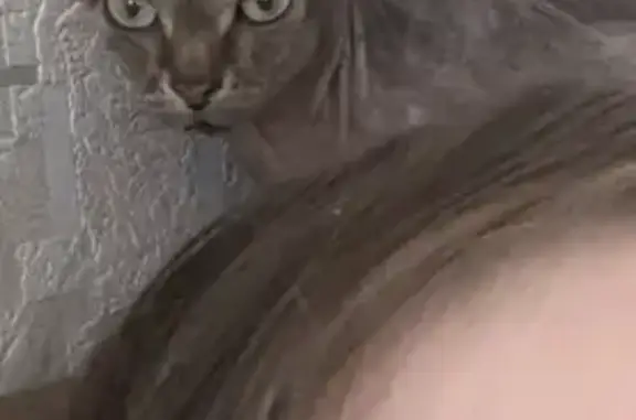 Пропала кошка, ул. Карла Маркса 2, Усть-Лабинск - photo