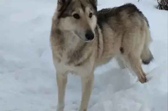 Найдена собака, Теляковское, фото: Собака найдена, Тульская область