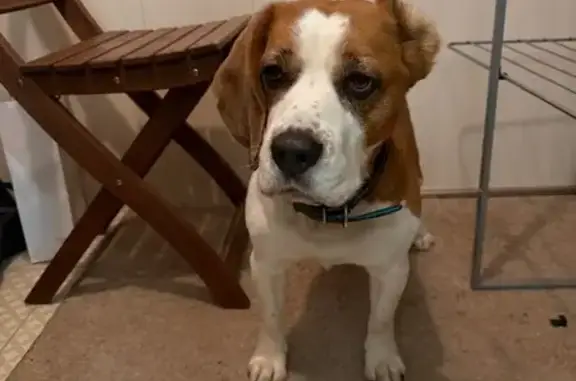 Найдена собака, Москва, фото: Бигль найден на Святоозёрской улице, Москва