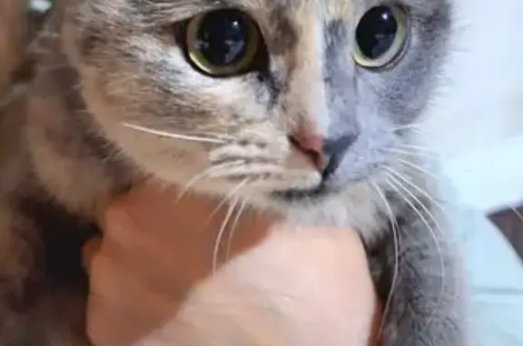 Найдена кошка, Ульяновск, фото: Трёхцветная кошка найдена на Ливанова, Ульяновск