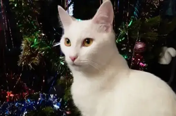 Пропала кошка на Фрунзе, 4, Тольятти - photo