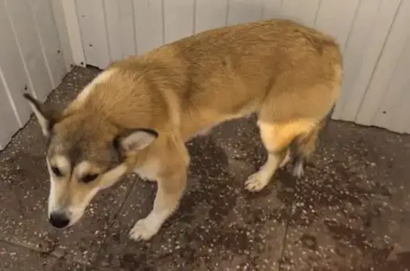 Найдена собака, Алфимово, фото: Найдена собака, ул. Новосёлов 25/2, Алфимово