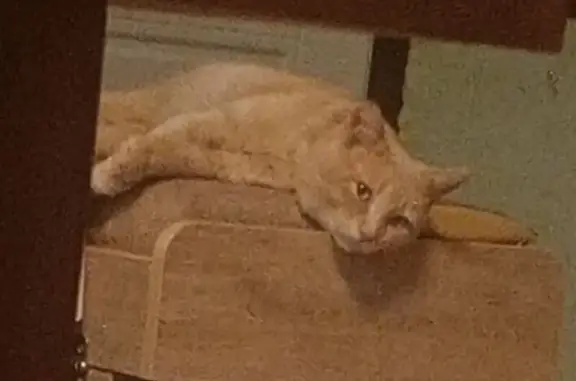 Пропал рыжий кот, Подгорная 16, Кисловодск - photo