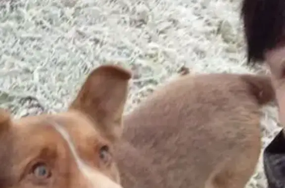 Пропала собака на Новой улице, Кадикасы - photo