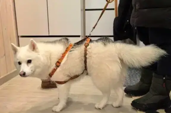 Найдена собака, Санкт-Петербург, фото: Собака найдена: Суздальское ш., СПб